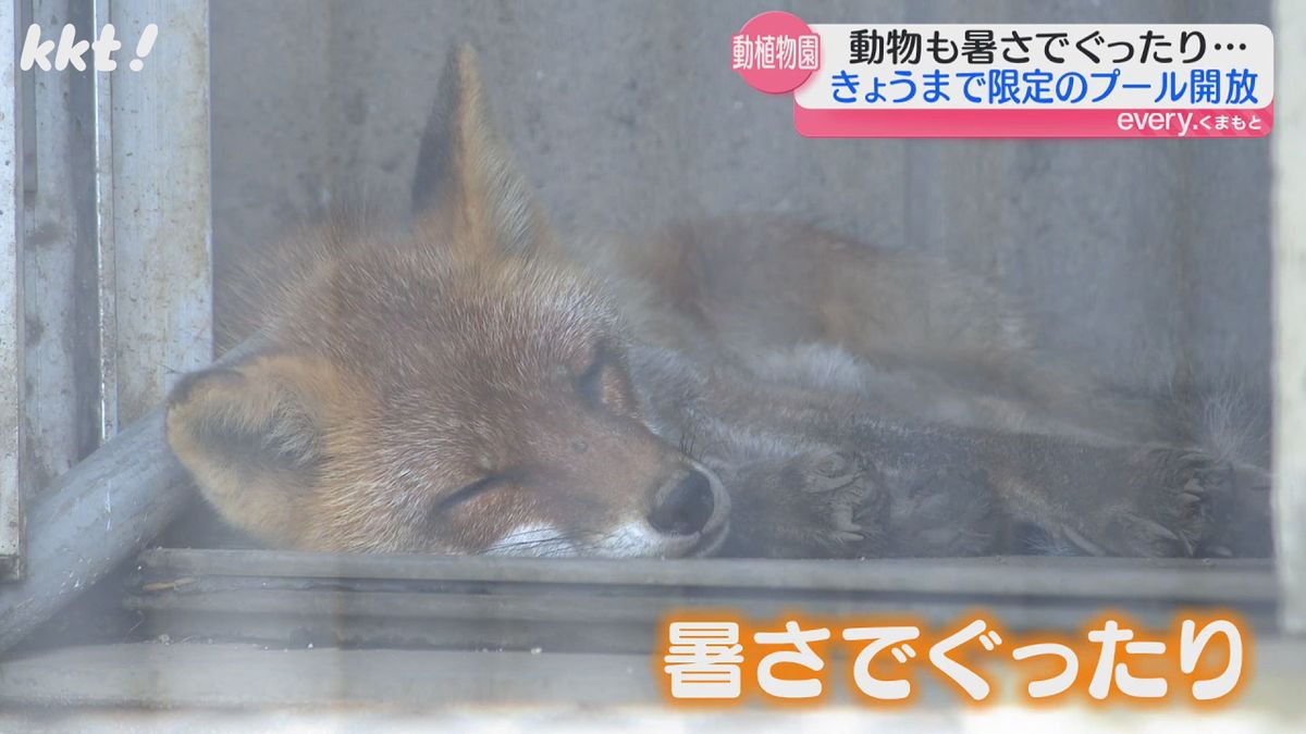 暑さでぐったりする動物