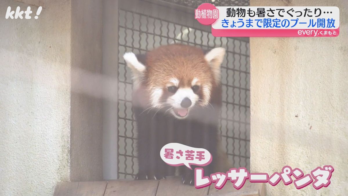 暑さが苦手なレッサーパンダ