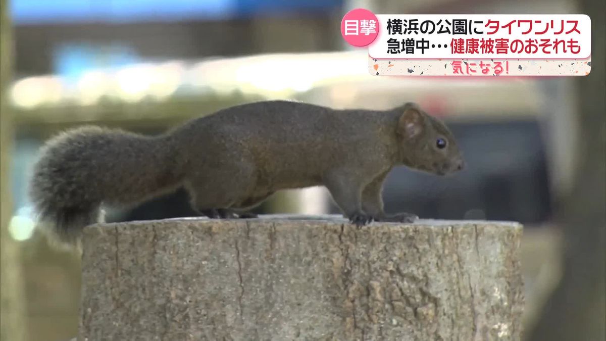 タイワンリスが横浜で急増…鎌倉から生息域拡大　農家困惑「とうとう来たか」農作物に被害も