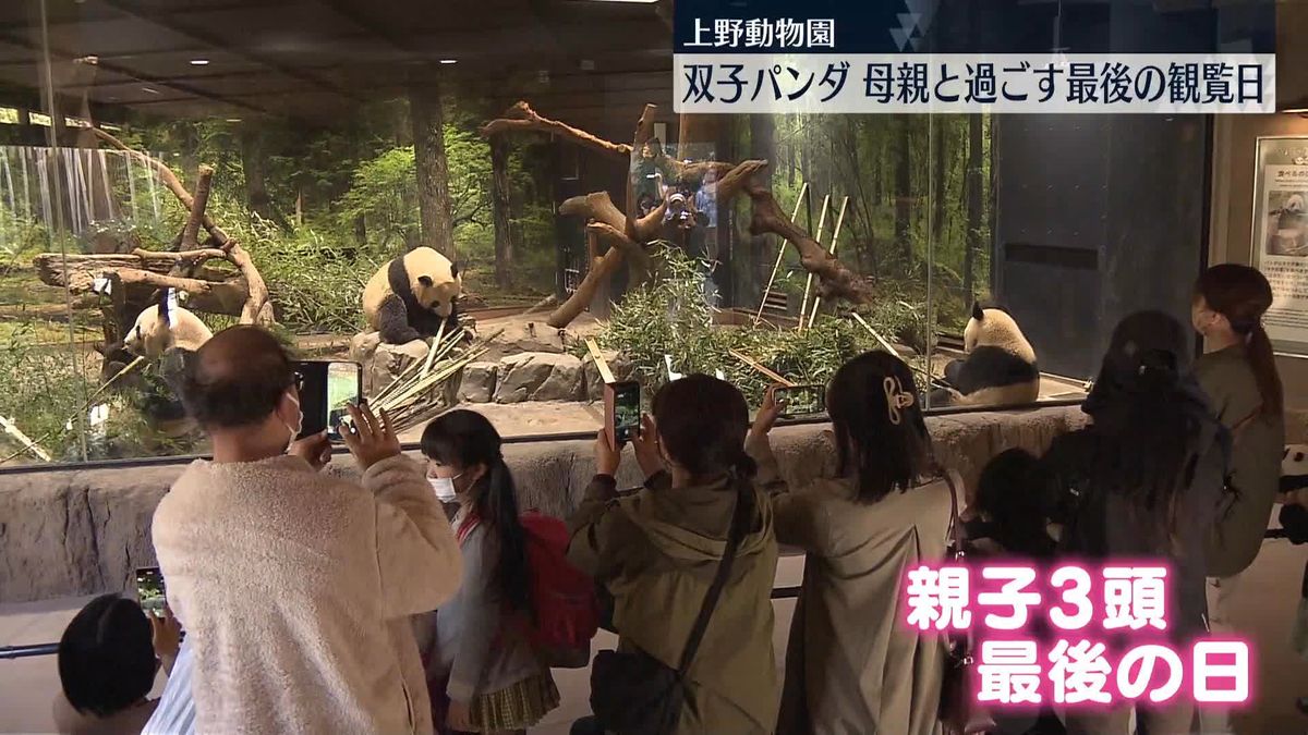 上野動物園の双子パンダ、母親と過ごす最後の観覧日　多くのファン訪れる