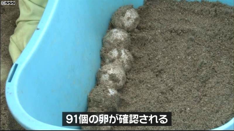 今年初、アカウミガメの産卵確認　御前崎市