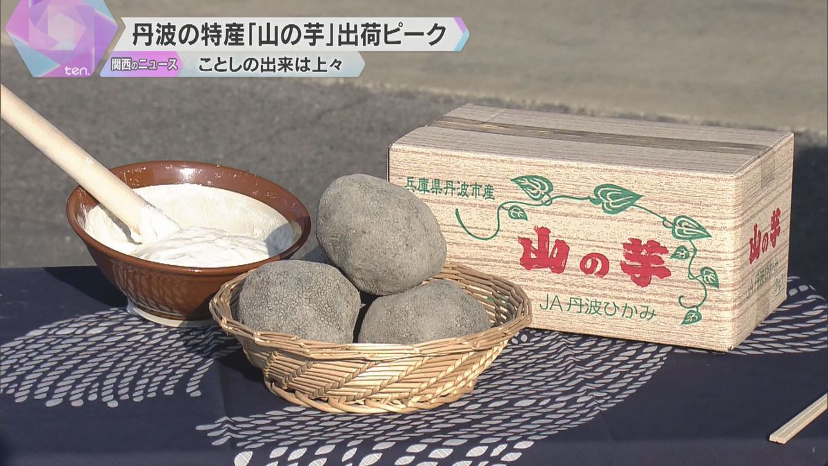 兵庫・丹波市の特産「山の芋」出荷が最盛期に　丸くゴツゴツ、すり下ろした時の粘りが強いのが特徴