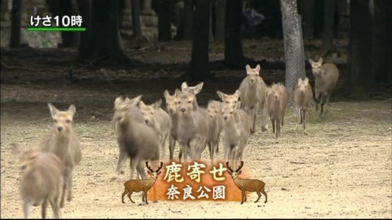 冬の風物詩「鹿寄せ」行われる　奈良公園