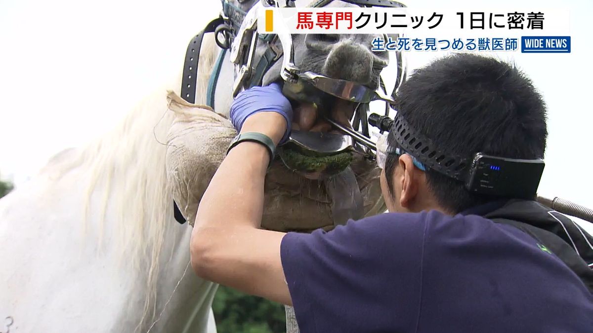 【特集】「馬の一生に寄り添う」開業から半年…“馬専門”獣医師の仕事とは？ 山梨・北杜市