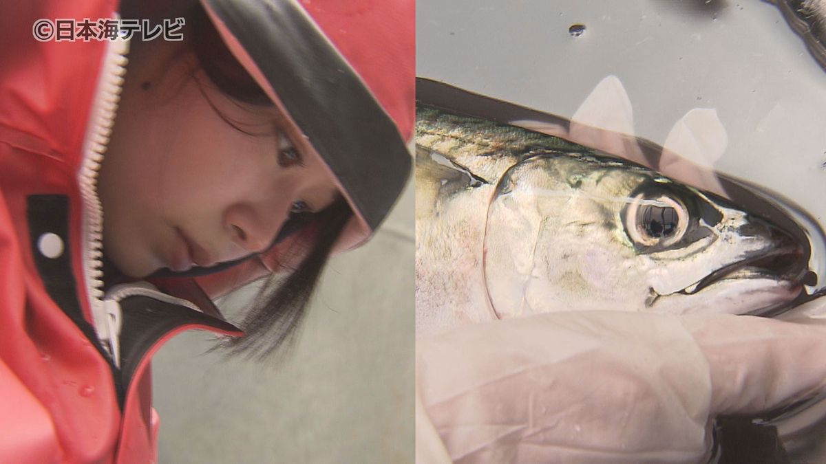 水産業の後継者不足に女性が貢献　漁業＝男性というイメージを払拭　ブランドサバの養殖場　鳥取県