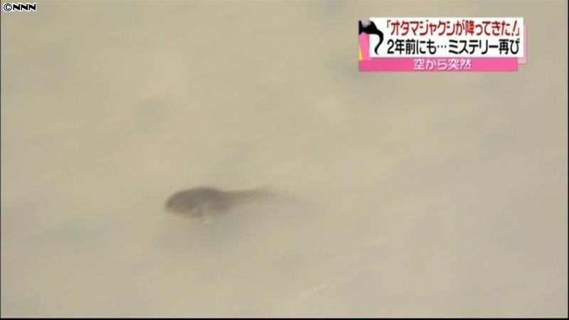 石川で「オタマジャクシ騒動」原因はサギ？