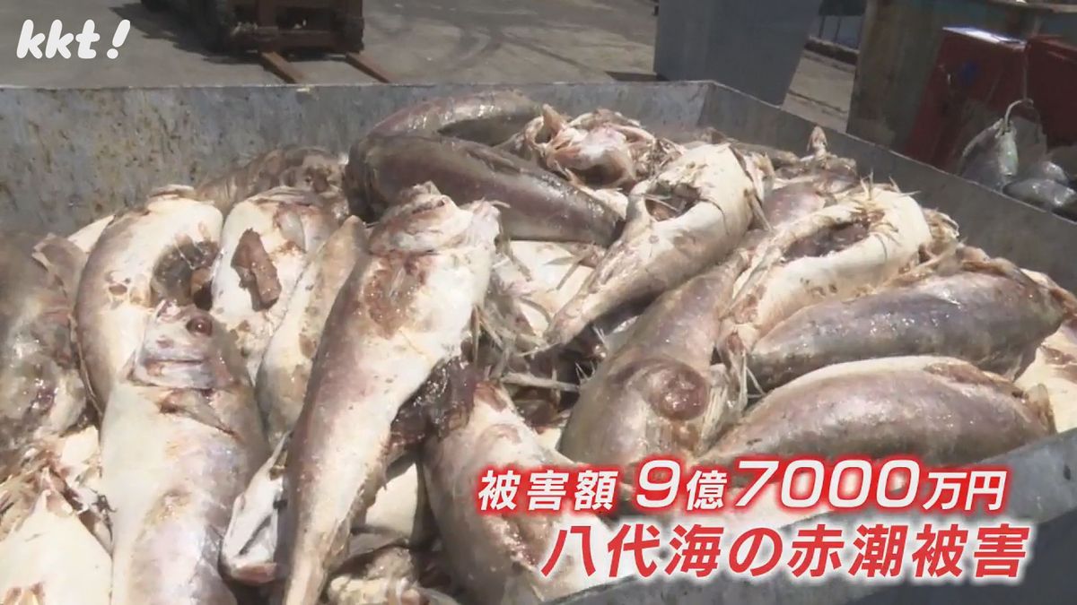 赤潮被害で死んだ養殖魚