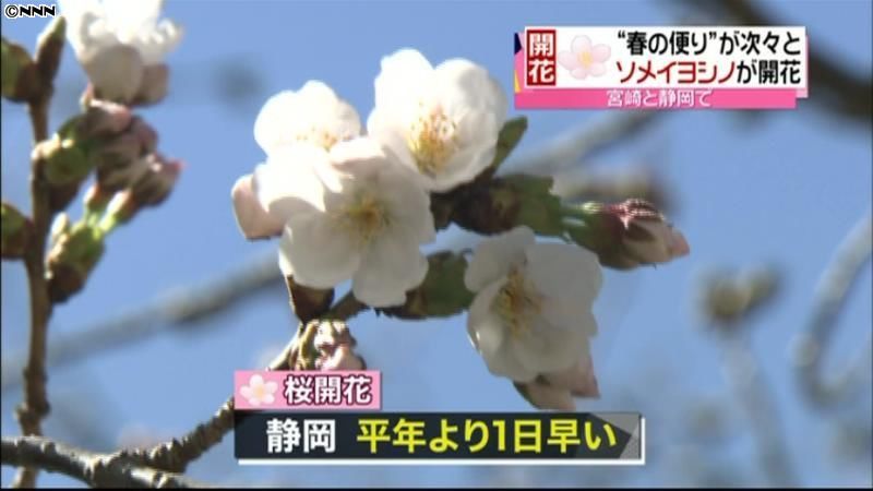 宮崎市と静岡市で桜が開花　東北では大雪