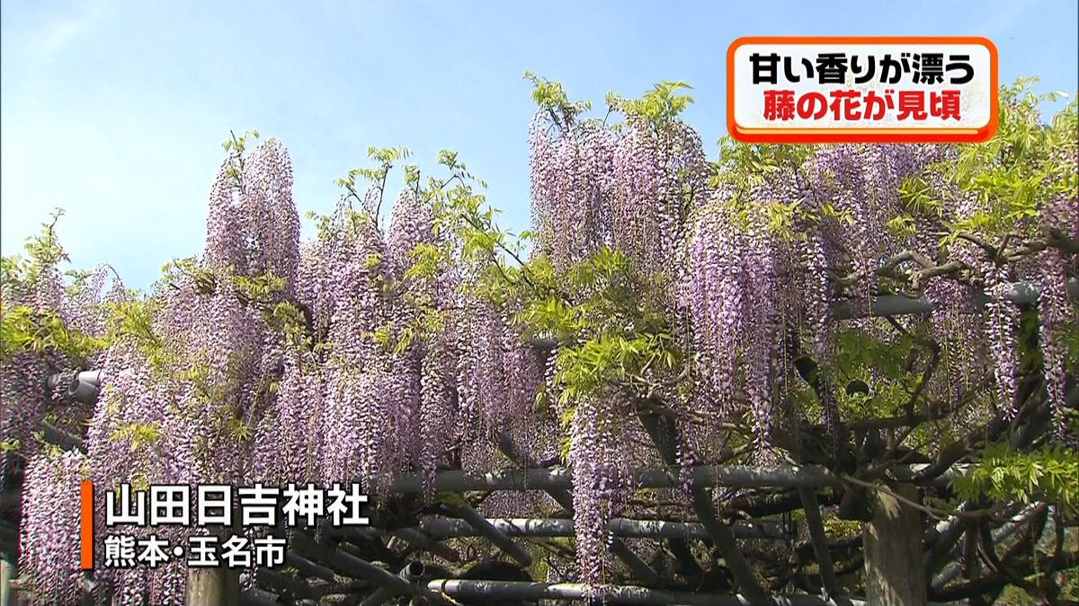 樹齢２００年以上、藤の花が見頃　熊本