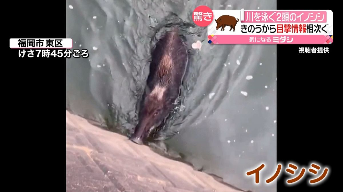 川を泳ぐ２頭のイノシシ…力尽きて　福岡市