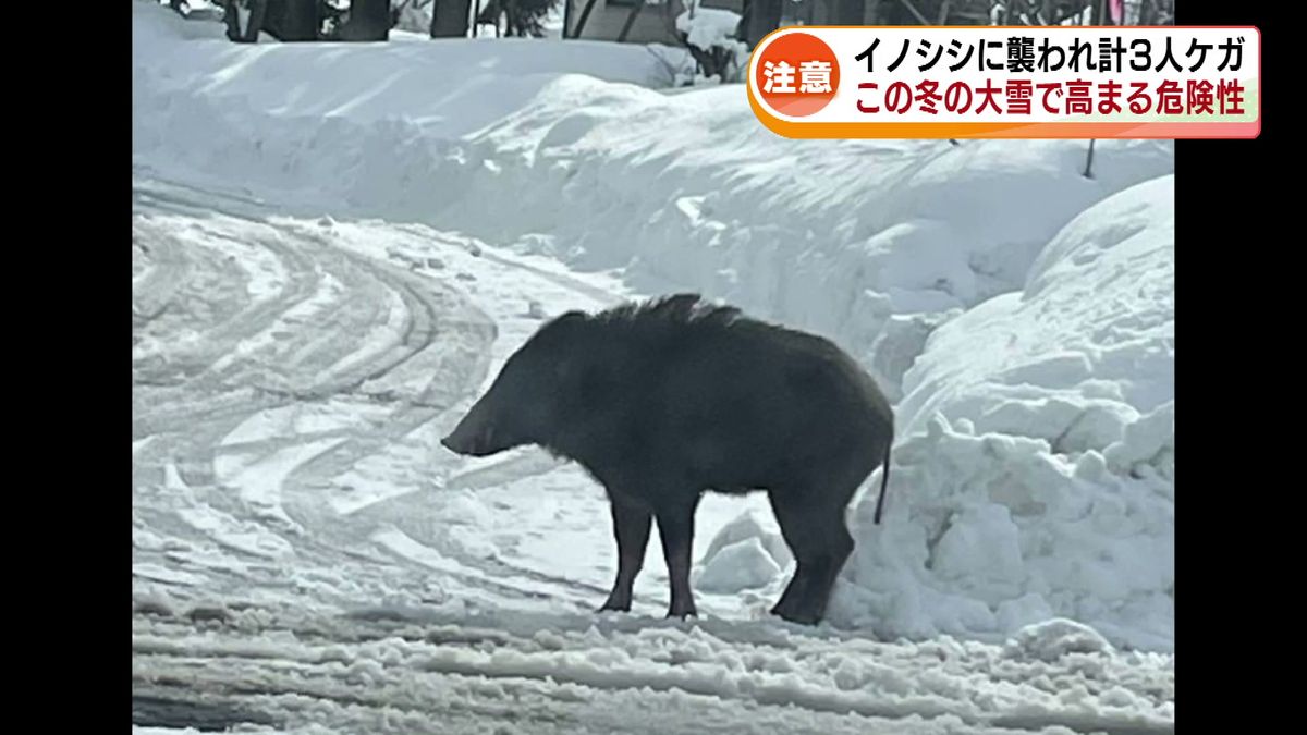 雪の多い年はイノシシに注意　上越市で3人が襲われケガ　この冬の大雪で高まる危険性 《新潟》