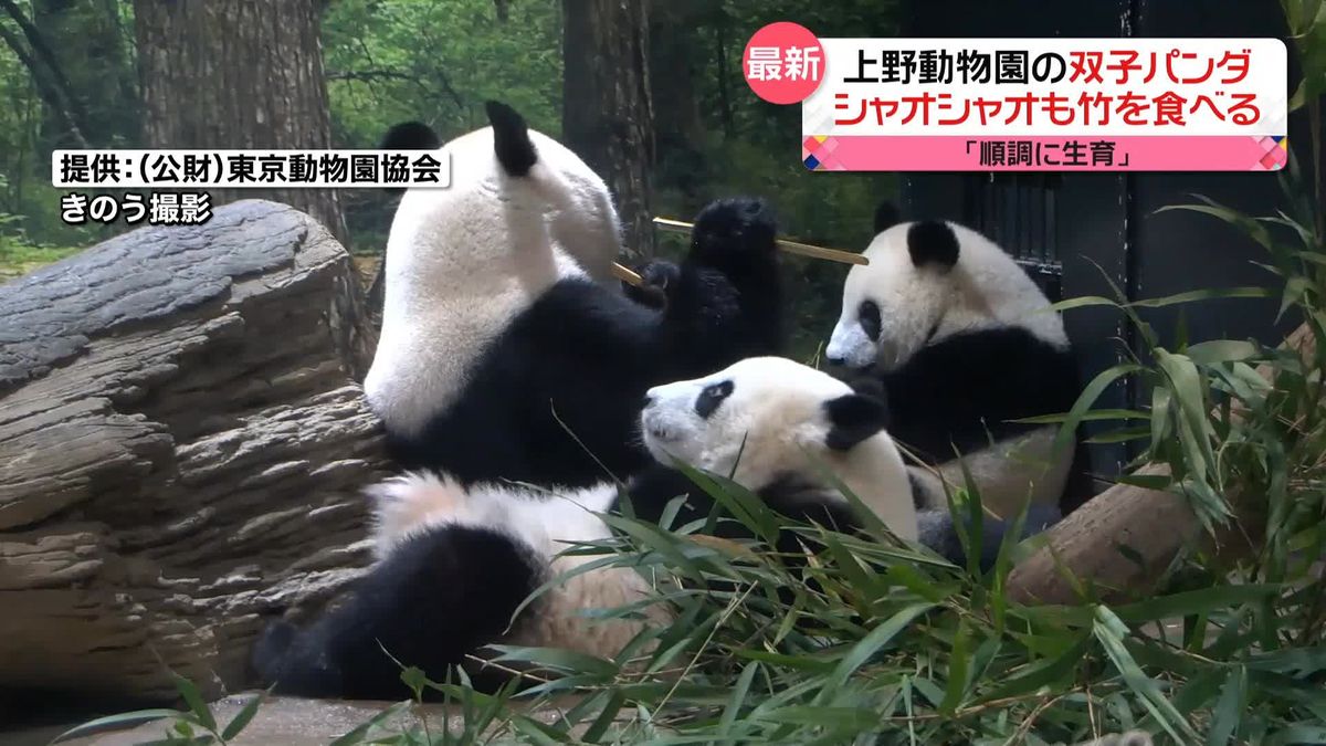 上野動物園の双子パンダ　シャオシャオもついに竹食べる