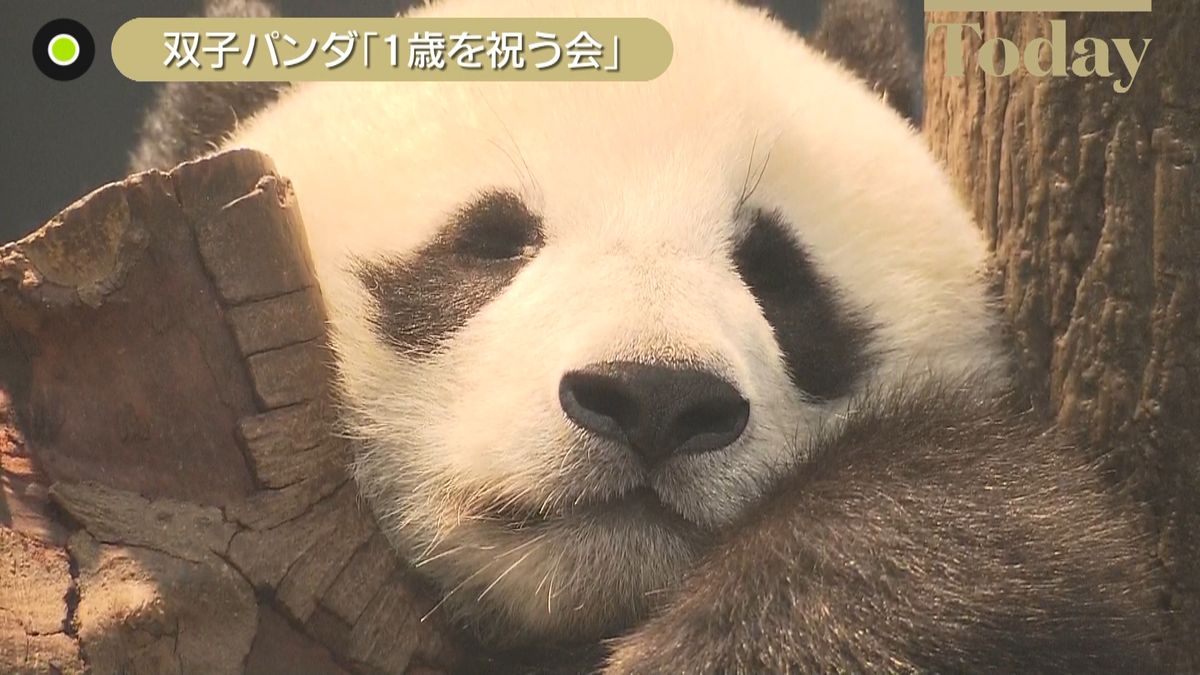 上野の双子パンダ「1歳を祝う会」　誕生時の約200倍に成長