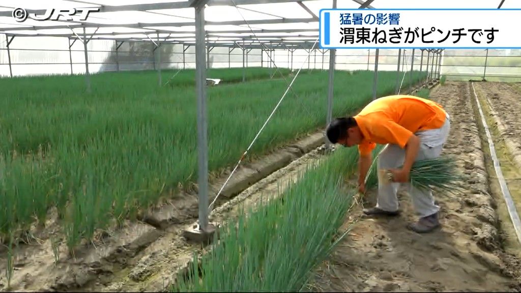 徳島のブランド野菜のひとつ「渭東ねぎ」　猛暑の影響は...飲食店や生産農家に聞く