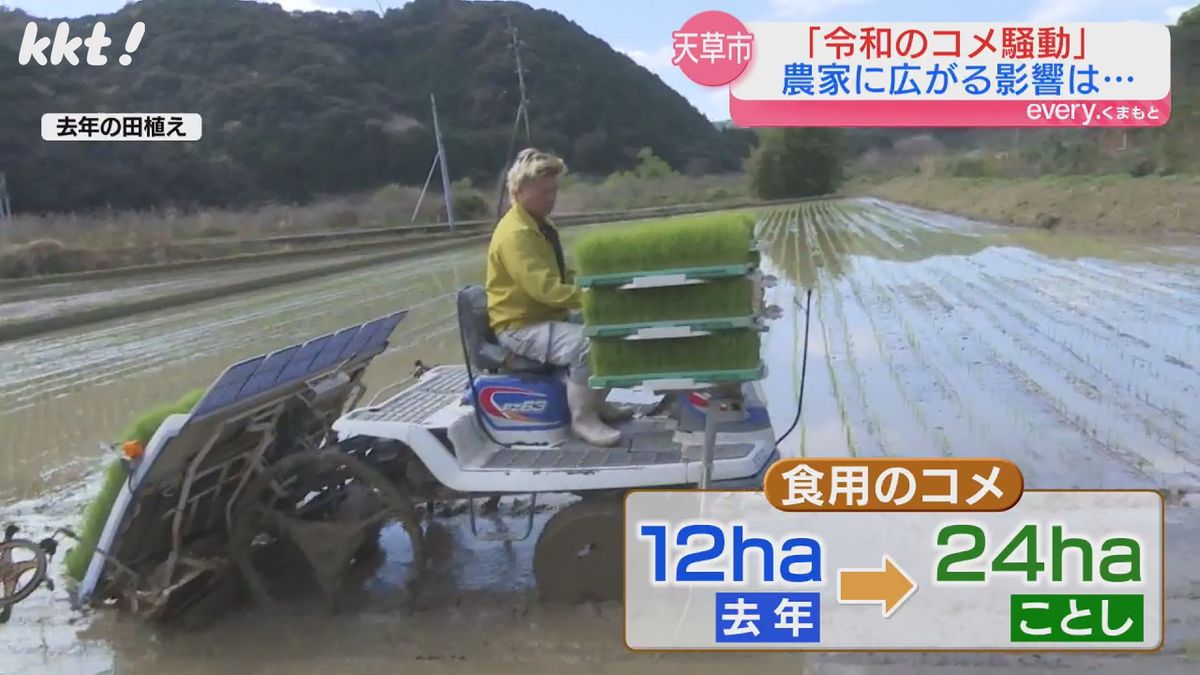 食用のコメの植え付け面積を去年の2倍に