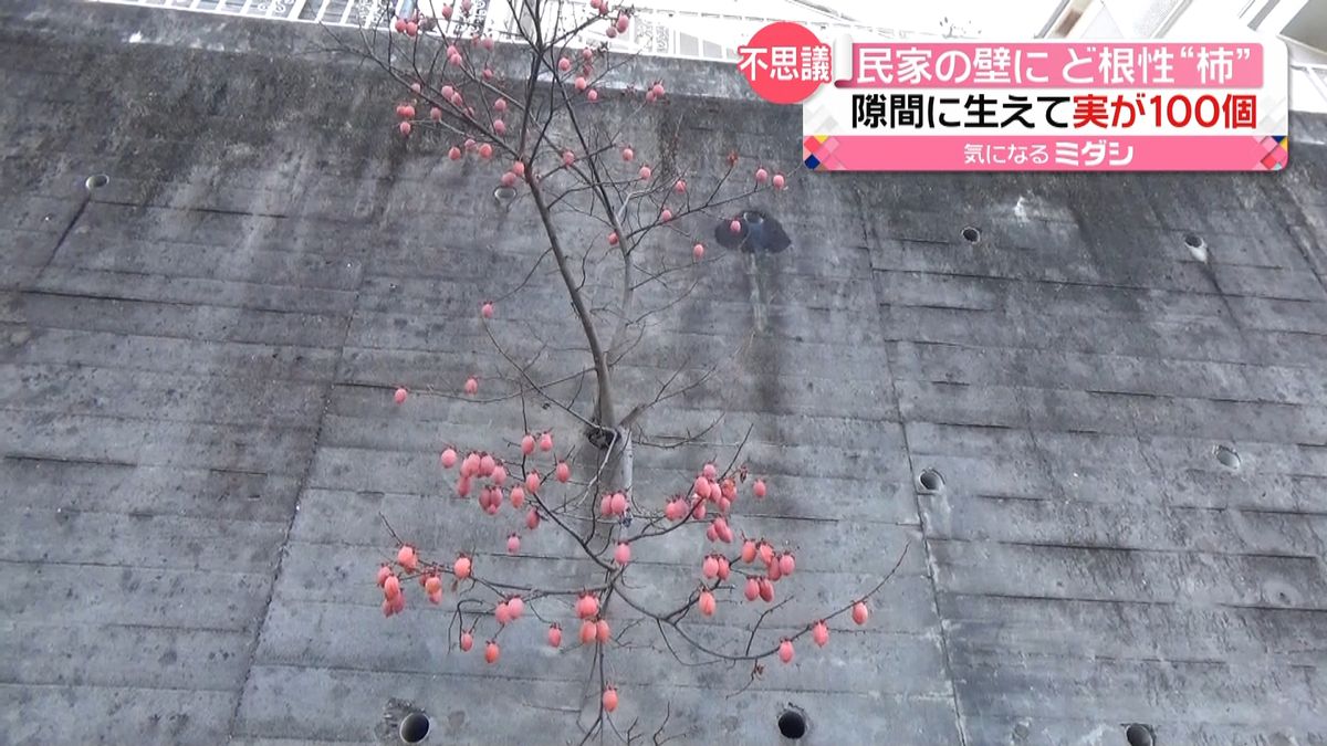 壁から“ど根性柿”隙間に生え実が１００個