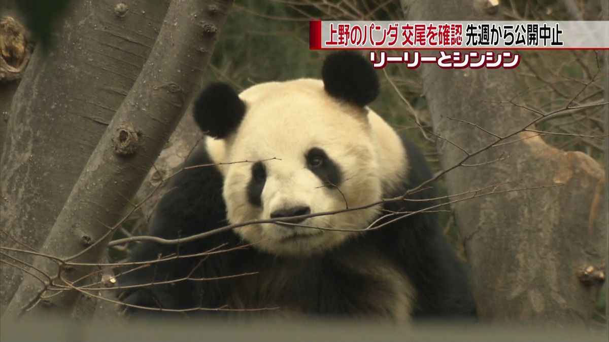 上野動物園ジャイアントパンダ　交尾を確認