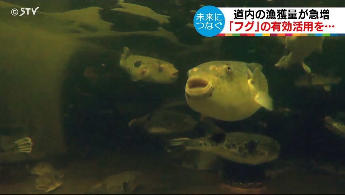 水槽で泳ぐトラフグ