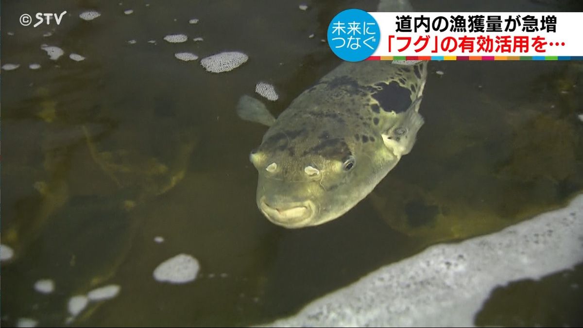 北海道の新たな特産品に