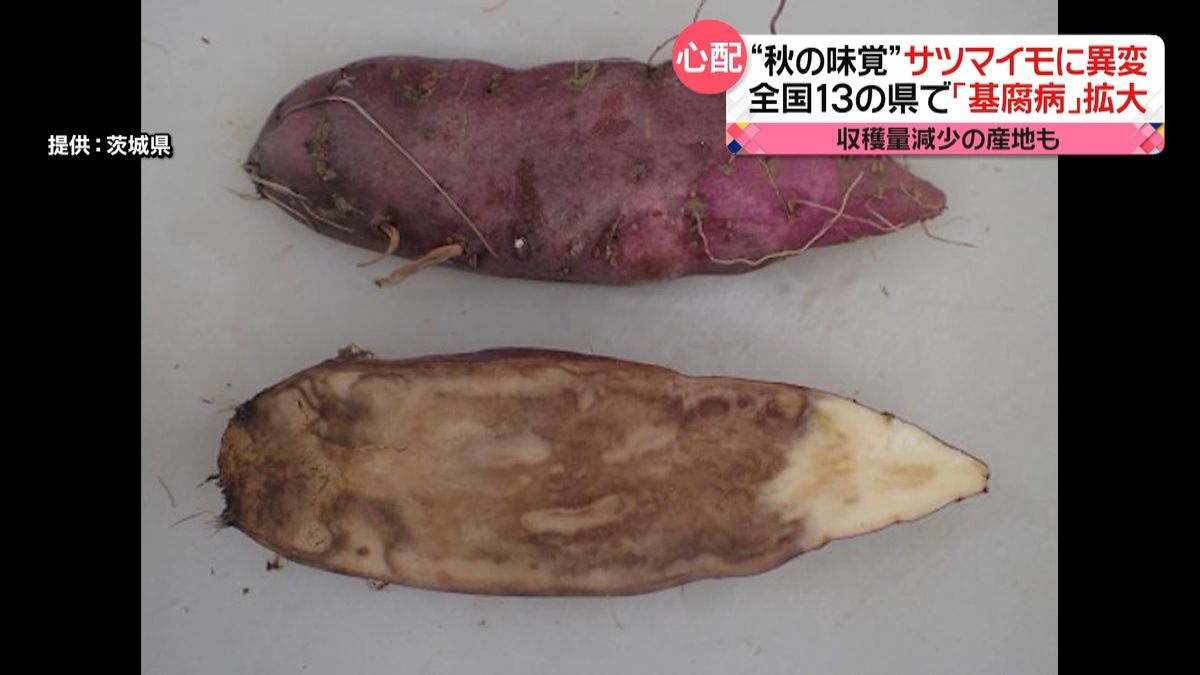 秋の味覚・サツマイモ「基腐病」拡大で…