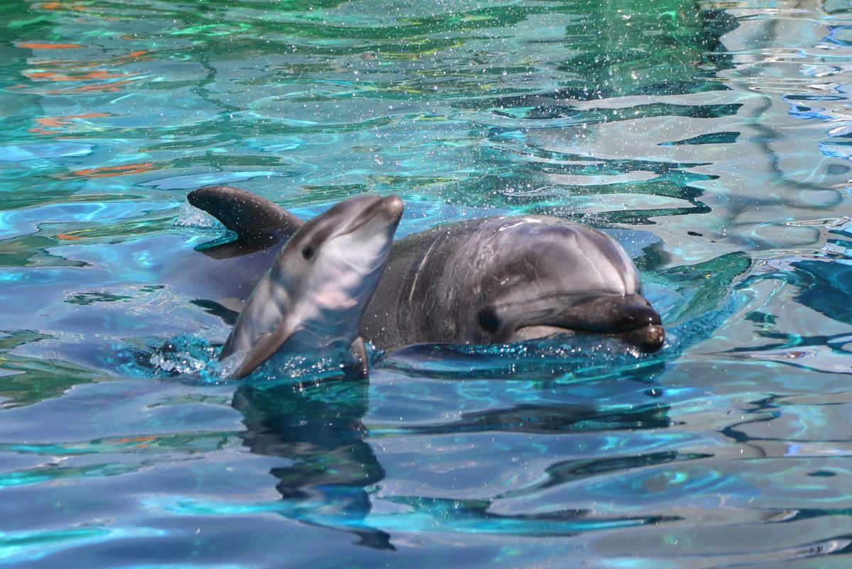 名古屋港水族館でバンドウイルカの赤ちゃん誕生　一般公開は3週間から1か月後の見込み　同館で3例目の人工授精による出産