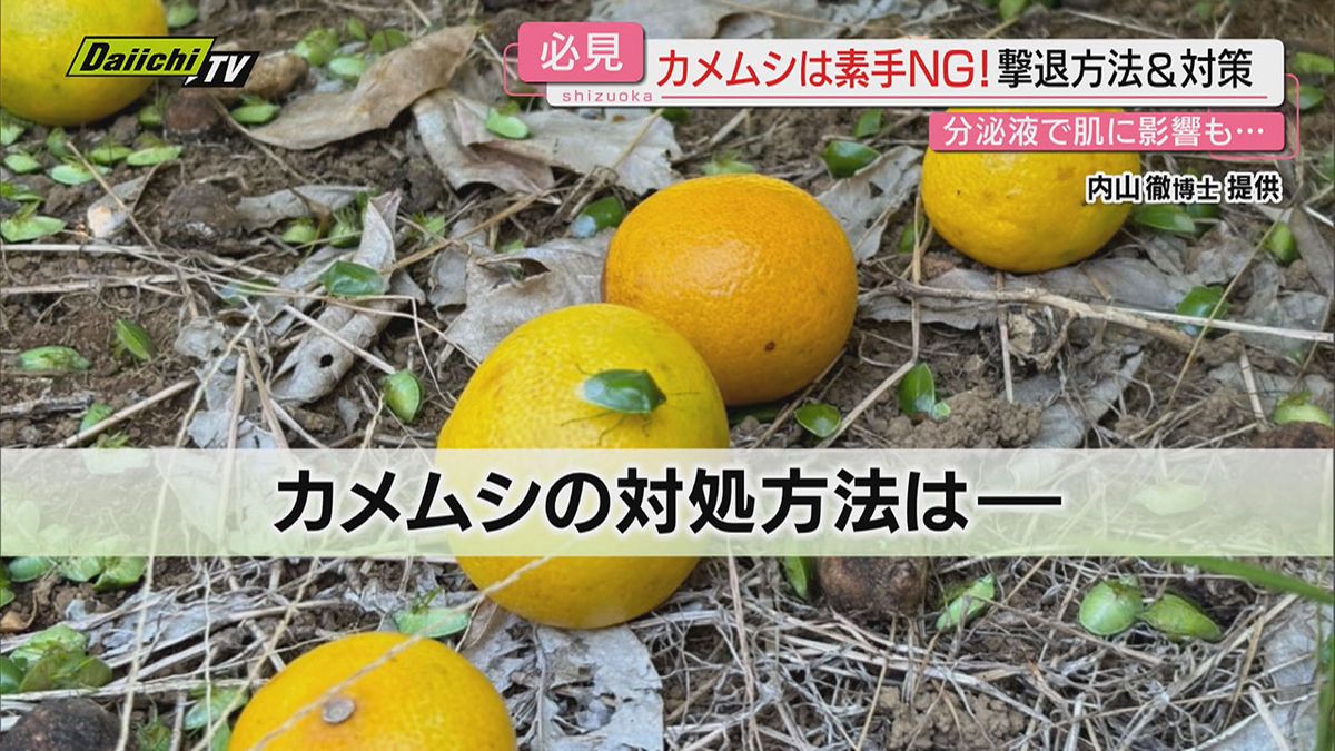 【例年の１０倍】“カメムシ”が猛暑の影響などで大発生！不快な臭いや体液色素に注意…必見の対策は(静岡)