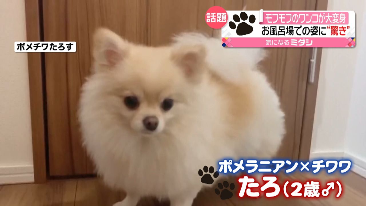 モフモフ犬が大変身 お風呂で驚きの姿に…｜日テレNEWS NNN