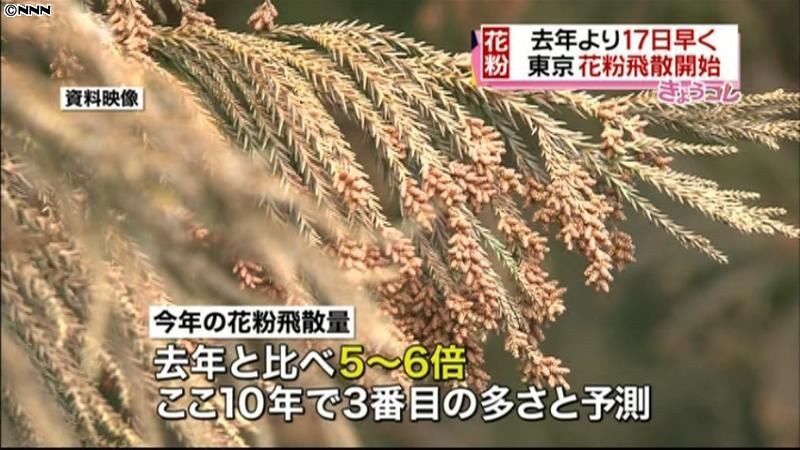 東京都で花粉飛散開始　去年の５～６倍か