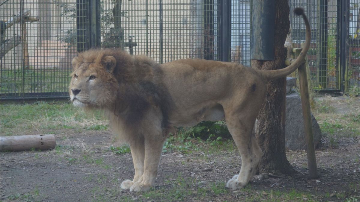 平川動物公園のオスライオン「ジオン」死ぬ　人間だと100歳近くの20歳11か月
