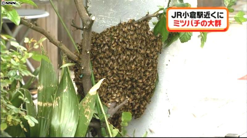 ＪＲ小倉駅近くにミツバチの大群　北九州市