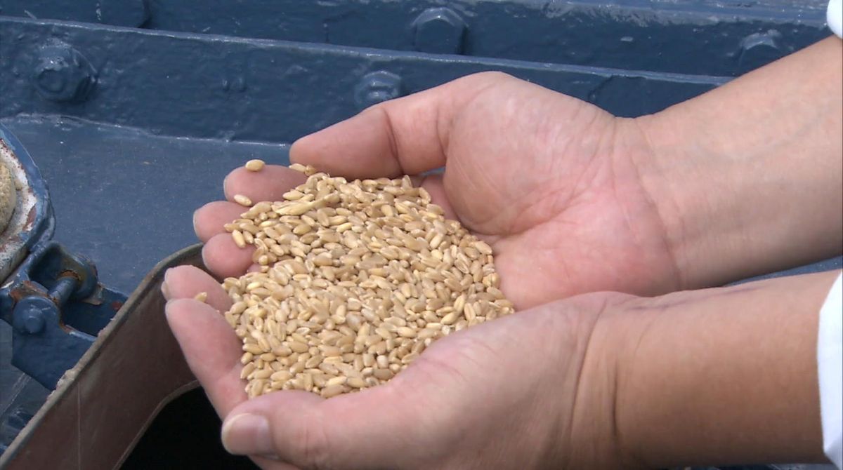輸入小麦の売り渡し価格　4月から0.6％引き下げ　農林水産省