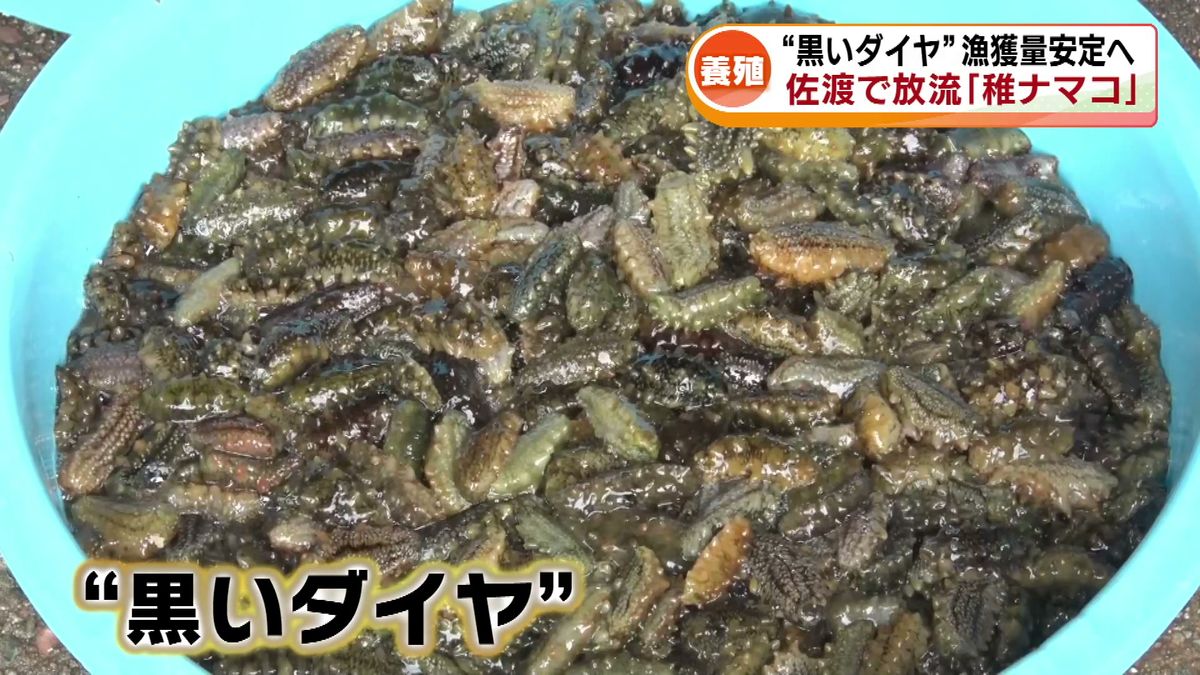 高級食材“黒いダイヤ”　養殖された“稚ナマコ”10万匹を放流　漁獲量の安定化へ 《新潟・佐渡》