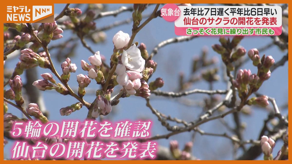 春到来！仙台でサクラ開花発表　公園には早速お花見を楽しむ人「かんぱーい！！」＜宮城県＞