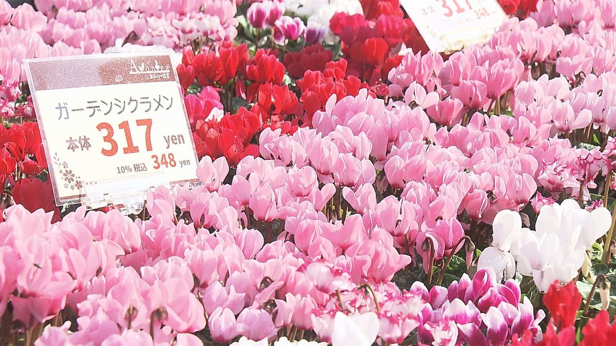 庭木や花を手頃な価格で 秋の恒例「松山植木まつり」11月4日まで