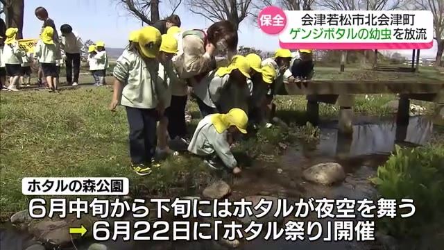 【ゲンジボタルの幼虫を放流】6月22日に会津若松市ホタルの森公園でホタルまつり