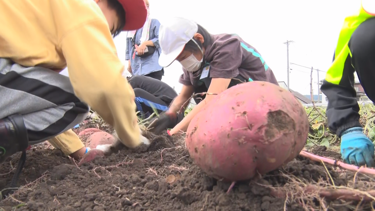 濃厚な甘さ「シルクスイート」特産化へ　小学生がサツマイモ収穫　【長野・岡谷市】