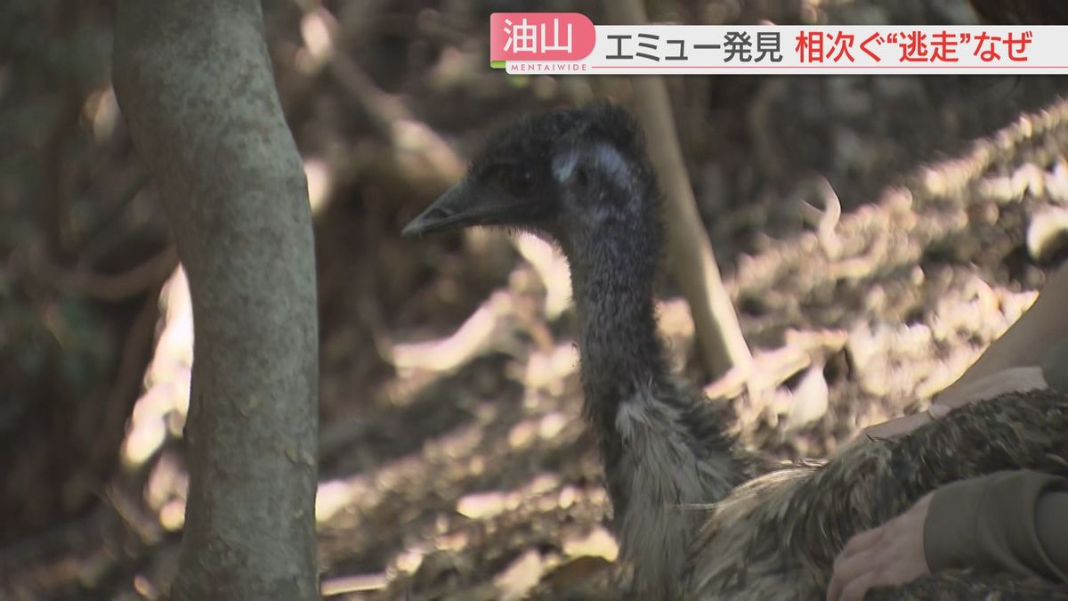 【続報】登山者が油山でエミューを発見　飼い主のもとに戻る「垂直跳びで2メートル」ジャンプ力で柵を越えた？　福岡