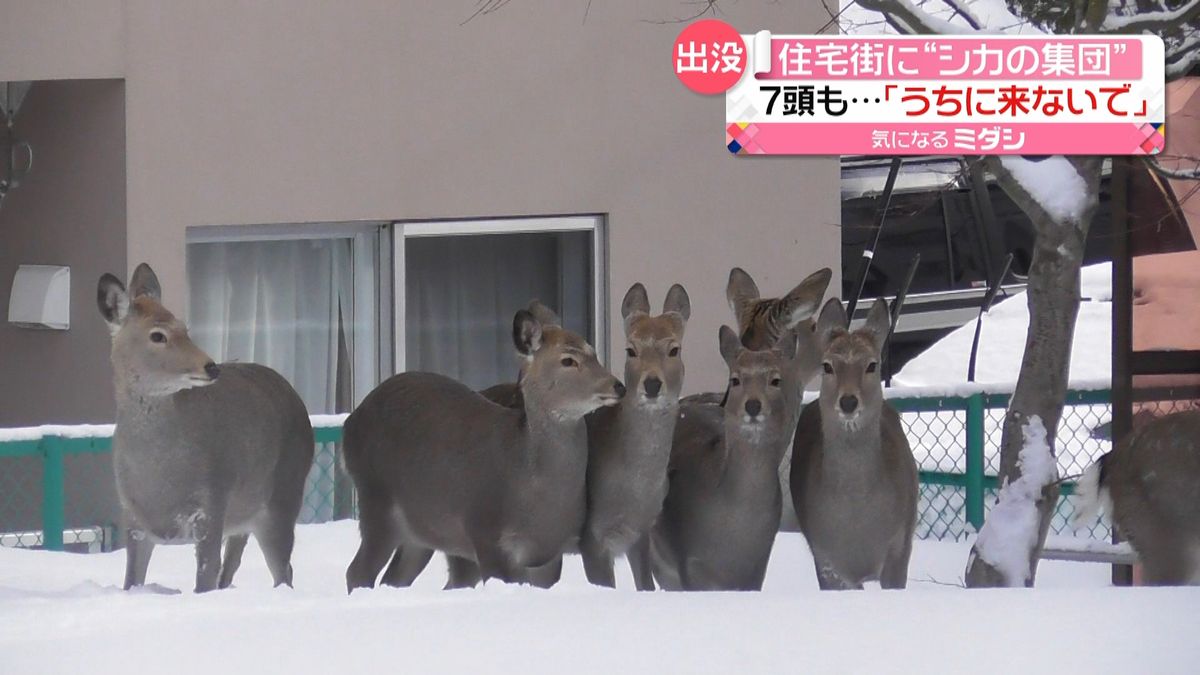 「うちに来ないで」“シカの群れ”住宅街に