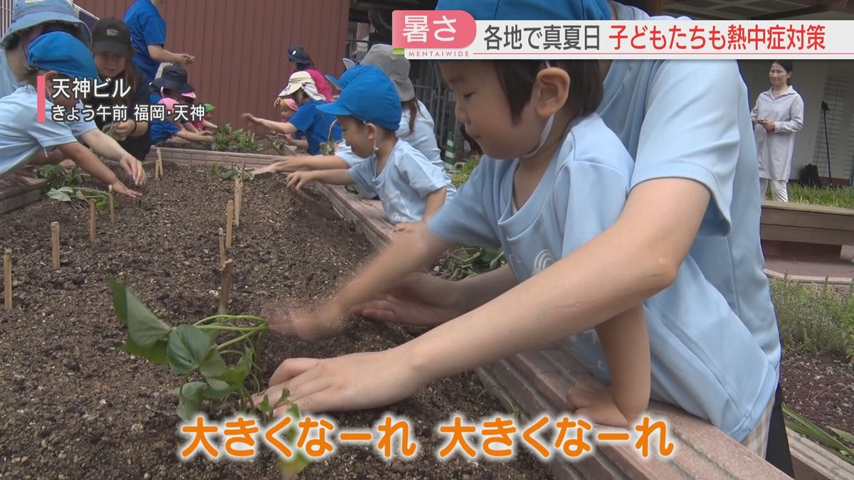 さつまいもの苗を植える