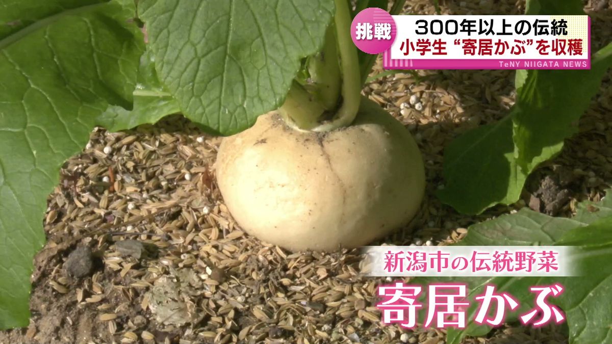 300年以上続く伝統野菜「寄居かぶ」　育てた小学生が収穫に挑戦　一時は絶滅の危機も 《新潟》