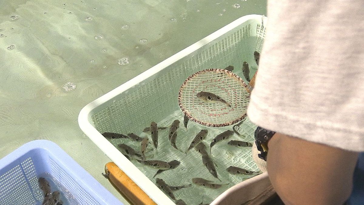 トラフグの稚魚出荷　1年半かけて立派な“若狭ふぐ”に　嶺南各地の養殖業者へ約7万匹　小浜市･県栽培漁業センター