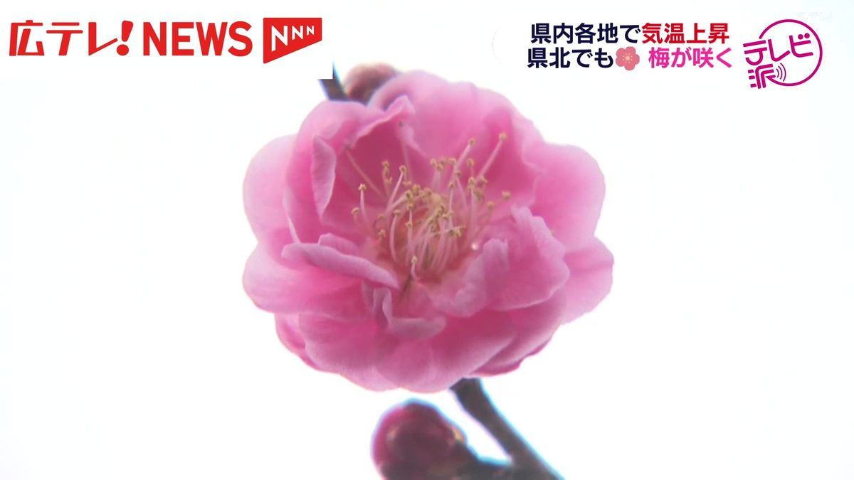 県内各地で気温上昇　県北でも梅の花が咲く　広島・庄原市