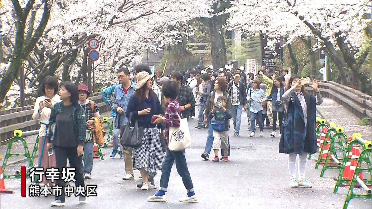 桜の名所「行幸坂」を限定公開　熊本城