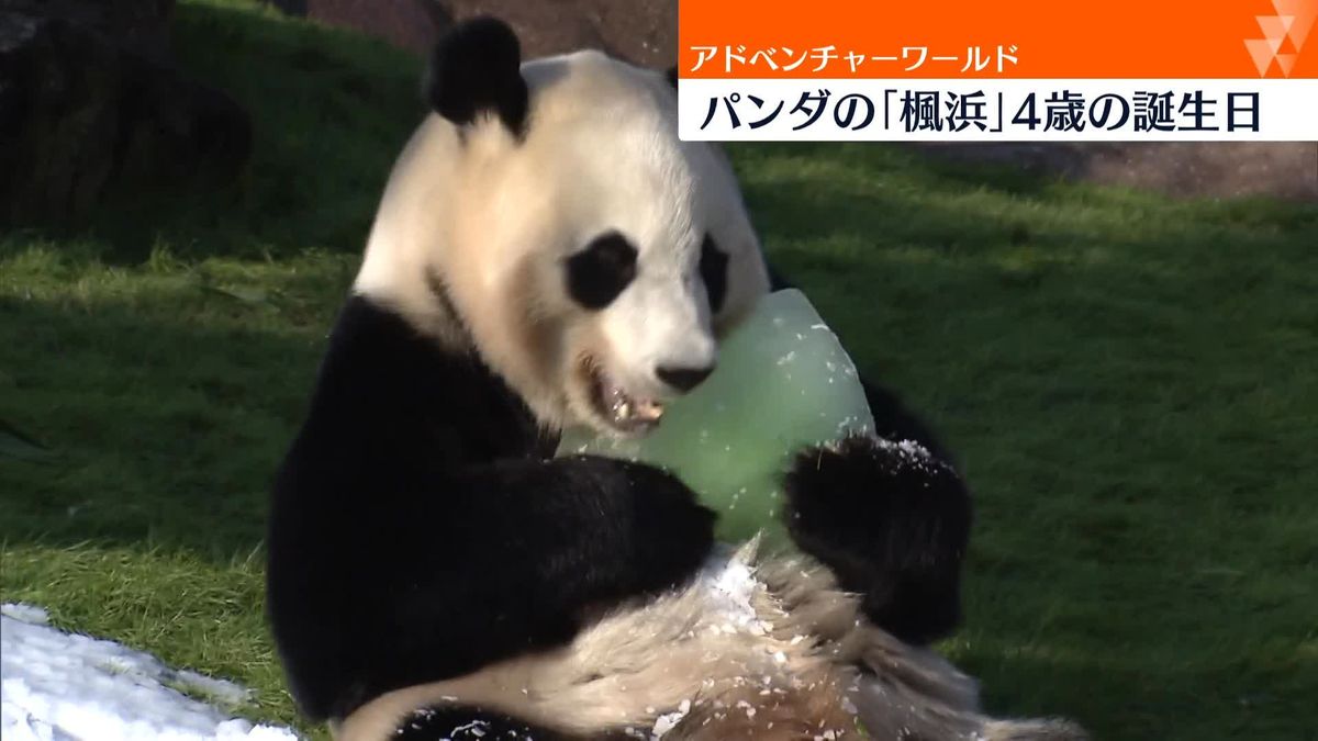 パンダ「楓浜」4歳の誕生日　和歌山・白浜町のアドベンチャーワールド