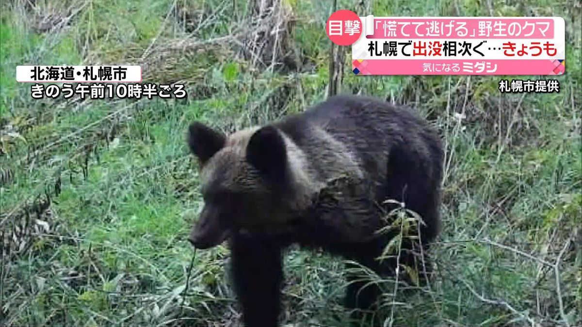 野生のクマ…札幌市で出没相次ぐ　「慌てて逃げる」