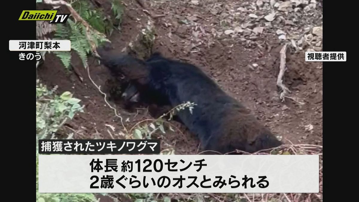 【ツキノワグマ】シカ用のわなに…伊豆半島には生息していないはずなのに捕獲される（静岡・河津町）