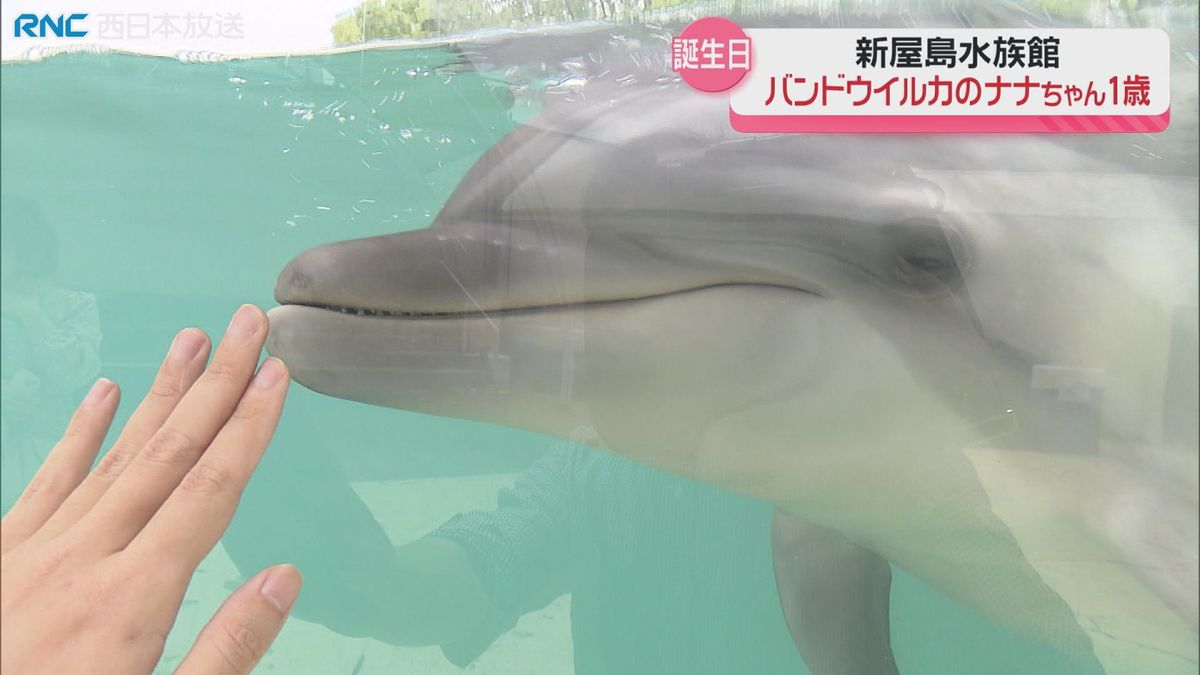 バンドウイルカの「ナナちゃん」1歳の誕生日　新屋島水族館