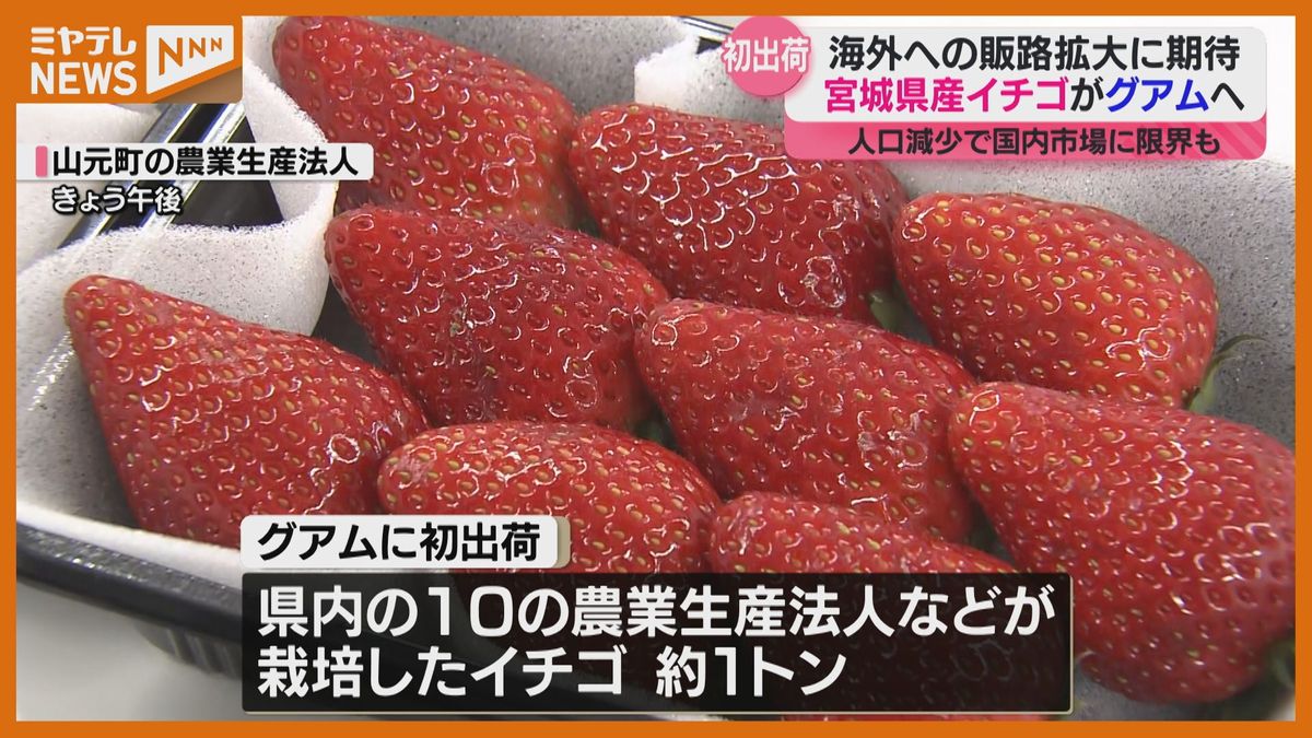 【初の出荷】宮城県産イチゴがグアムへ「世界に販売先を広げていく」