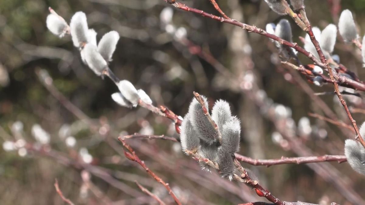 春の訪れを予感　自生の「ネコヤナギ」芽吹く　三重・熊野市