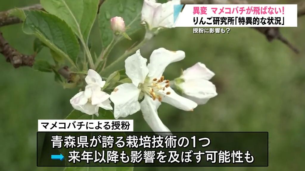 マメコバチに異変「特異的な状況」青森県りんご研究所が分析中